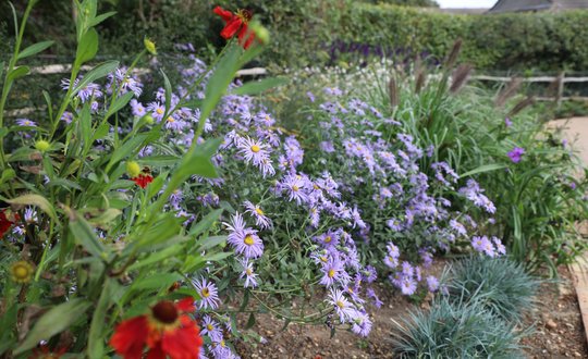 Purple Flowers in garden of celebration