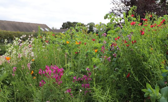 flowers in garden