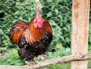 Hen