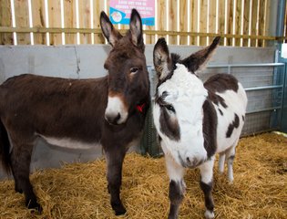two Donkeys