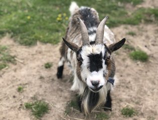 Pygmy Goat