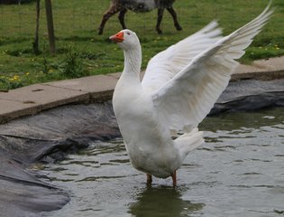 Lucy the goose