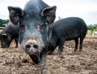 black pigs