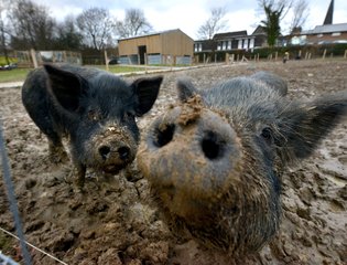 Black Pigs