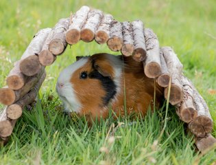 Guinea Pigs