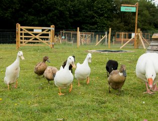 running ducks
